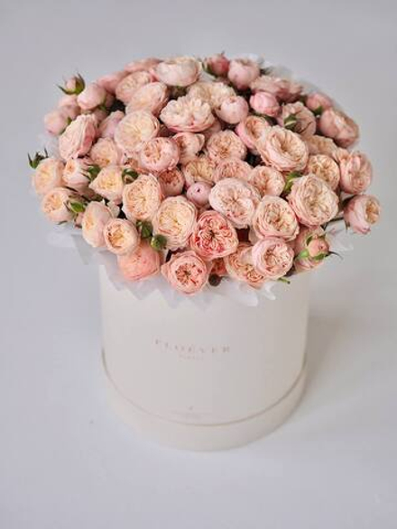 Розы Роял Блаш в коробке XL