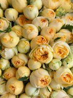 Пионовидные розы Сильва Санни в букете XL